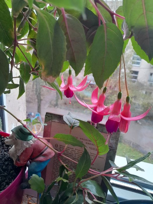 Спатифилиум(дамское счастье)