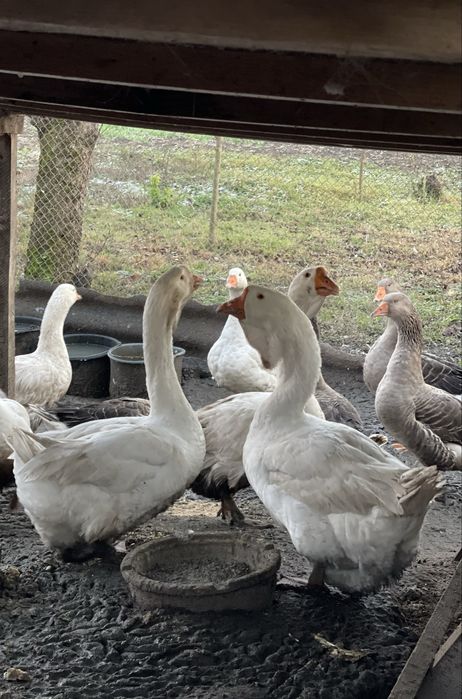 Продам гусей на розвід