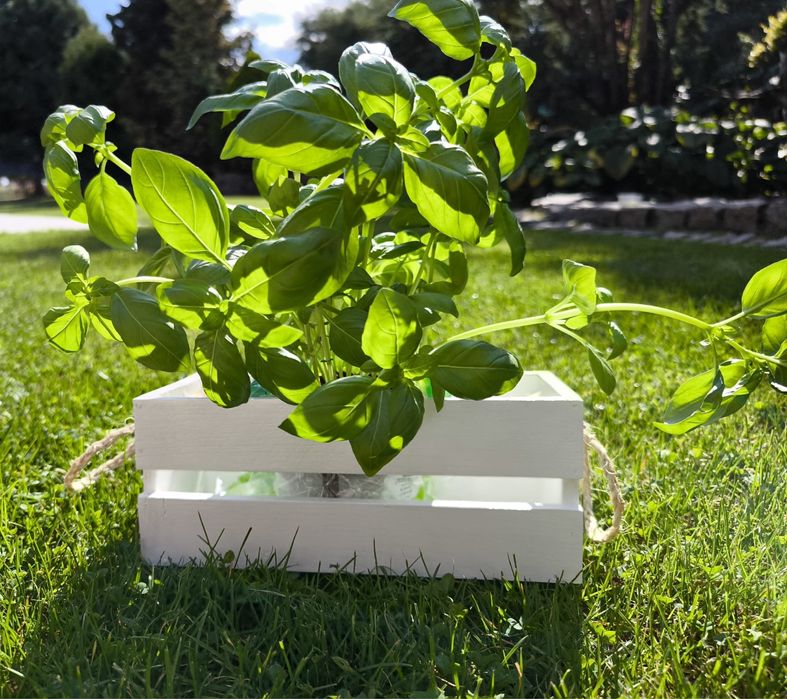 Skrzyneczka drewniana, swierk!!