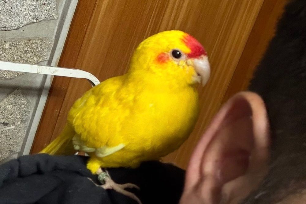 Agapórnis Kakarikis caturras Piriquitos ingleses para acabar de criar