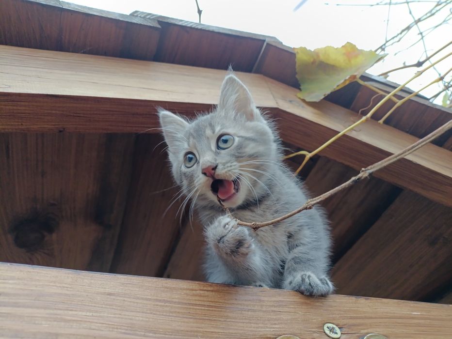 Безкоштовно віддам кошеня