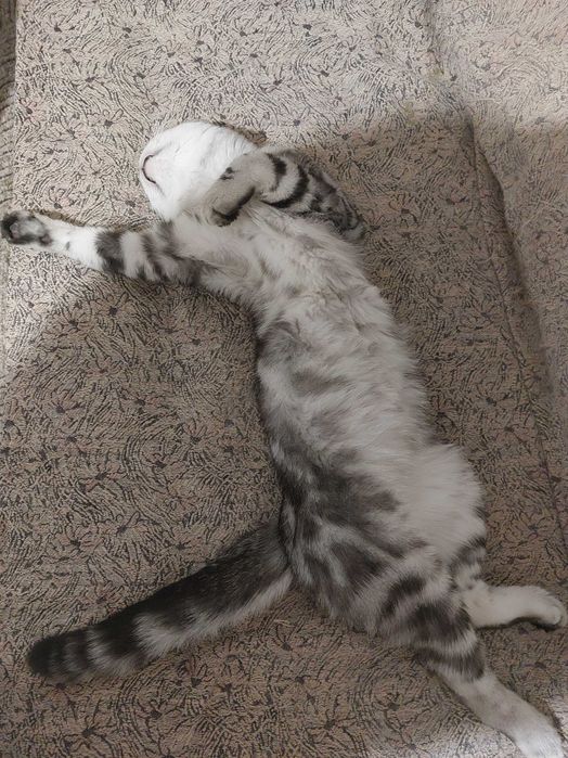 Шотландский кот вязка