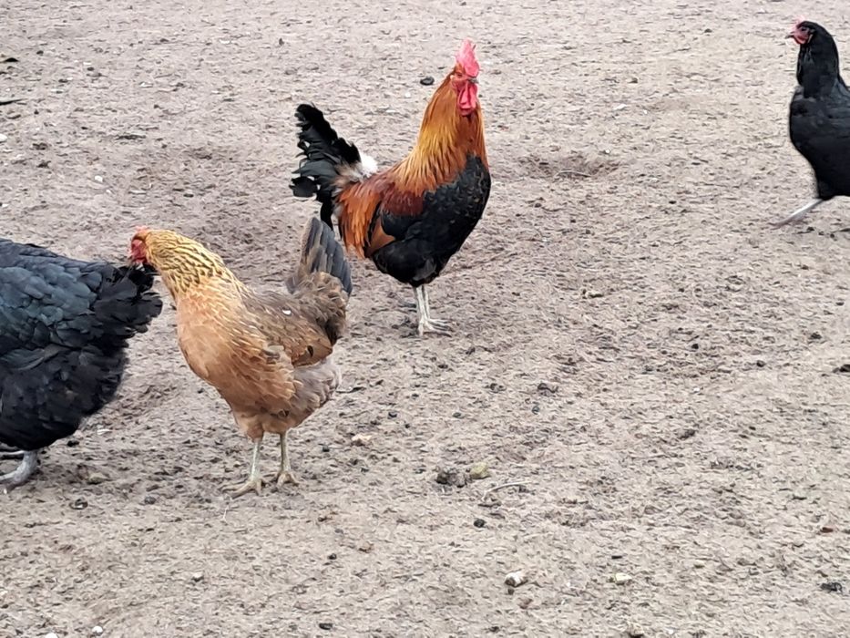 Kury australorp i zielononóżka,  Kogut australorp i mix A. x Wyandotte