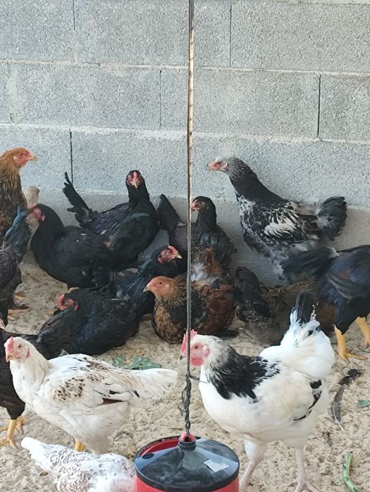 Frangos de várias raças