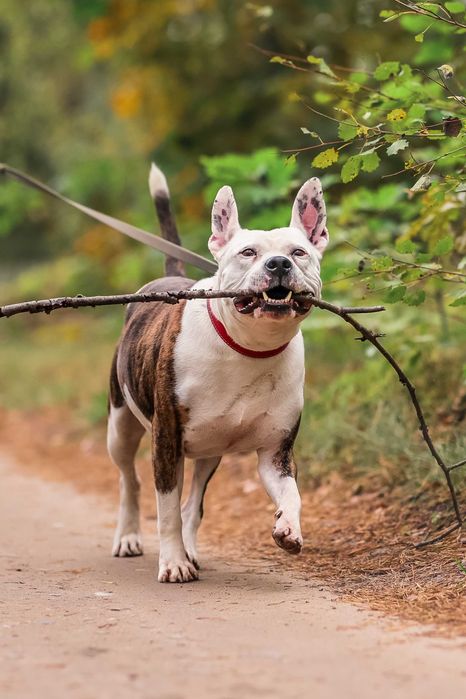 Buliś około 5 letni american stafford terier do adopcji FUNDACJA