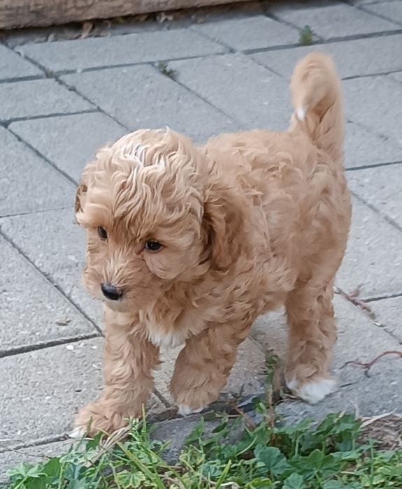 Maltipoo chłopiec