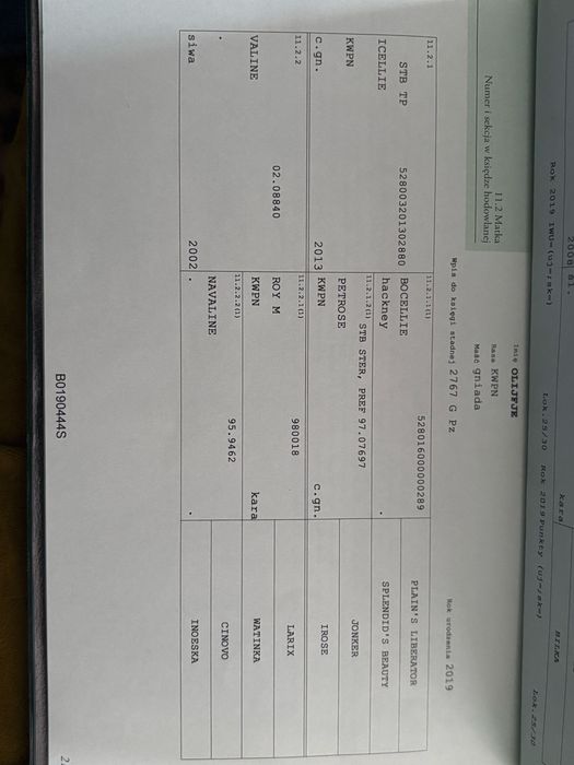 Ogierek na sprzedaż