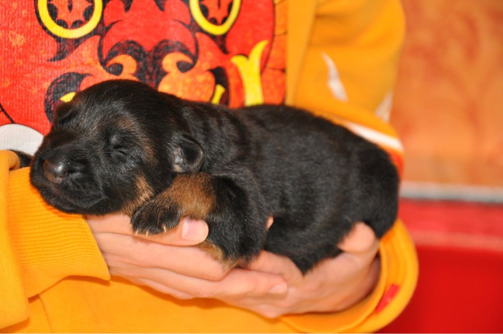 Розплідник КСУ пропонує бронювання цуценят