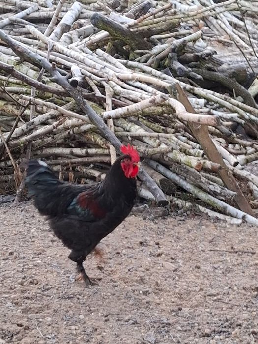 Koguty kogutki mlode