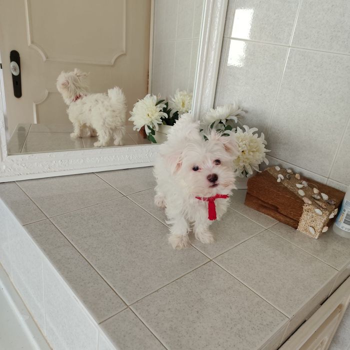 Bichon Maltês macho pronto para venda muito pequenino ULTIMO