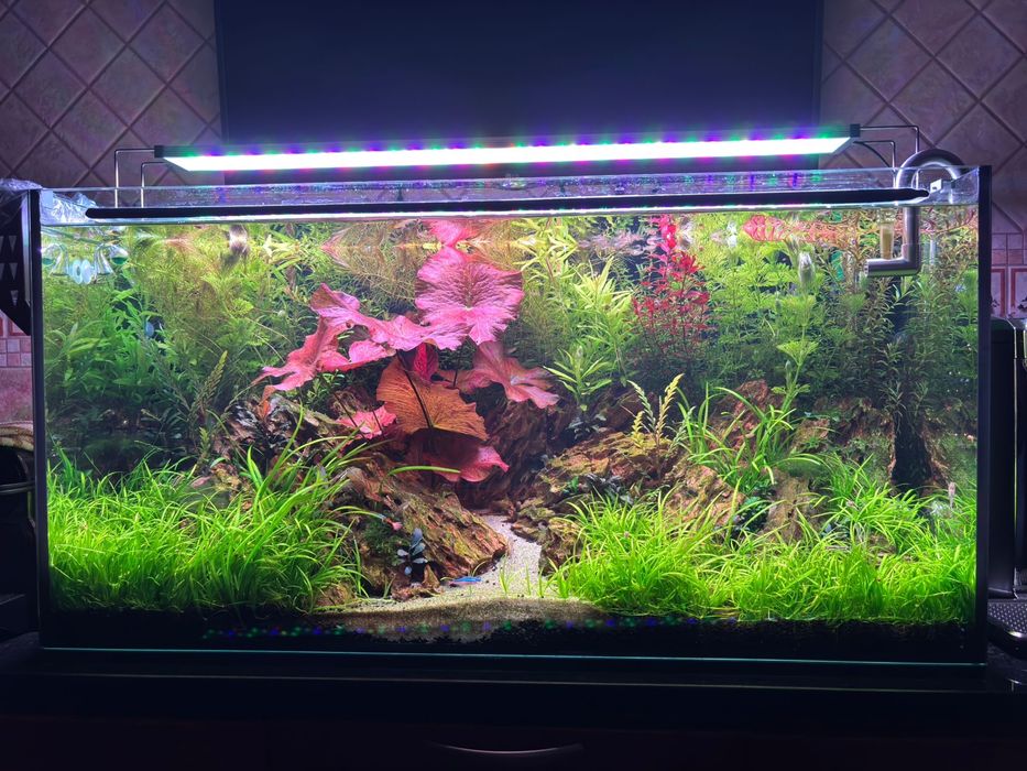 Pack Plantas Aquário