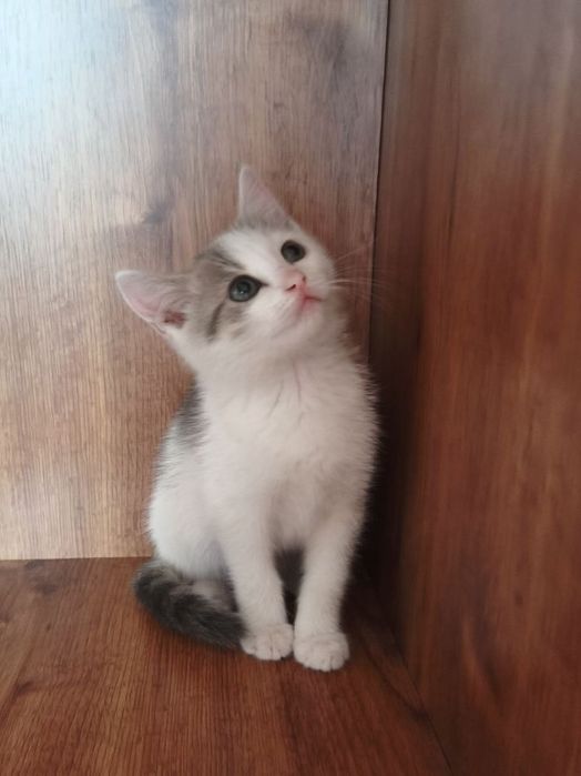 Віддам кошеняток