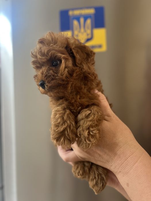 Хлопчик мальтіпу