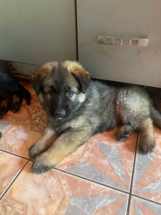 Цуценя Німецької вівчарки