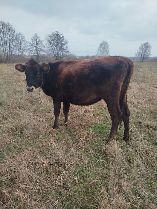 Телиця джерсі, нетель джерсей, теличка джерс