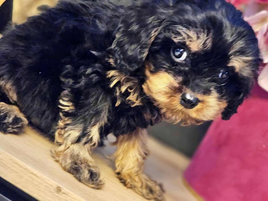 Cavapoo Samiec do rezerwacji