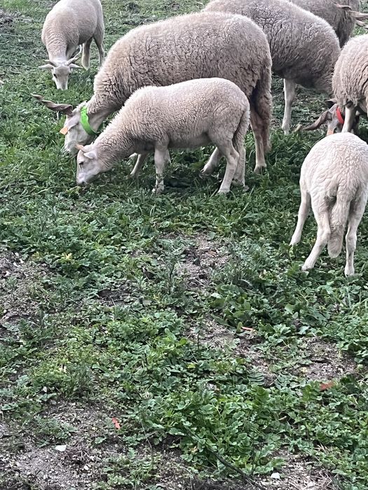 Ovelha bordaleira nova