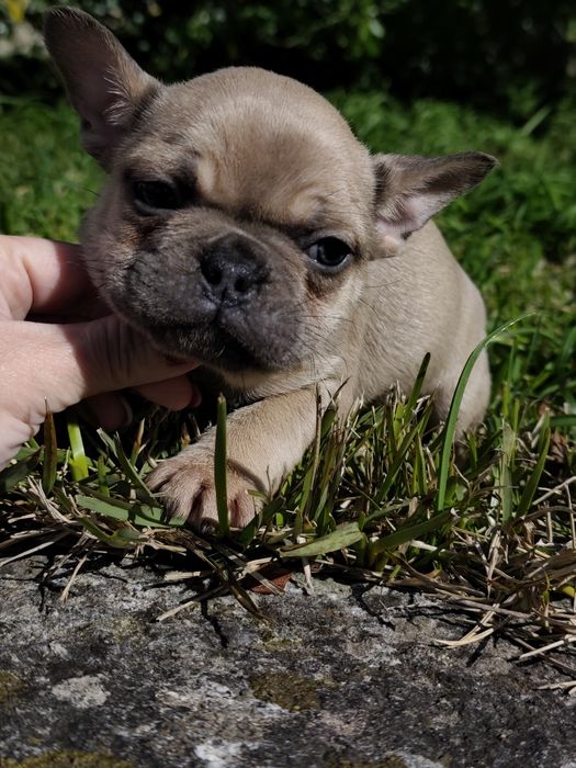 Bulldog blue fawn  macho