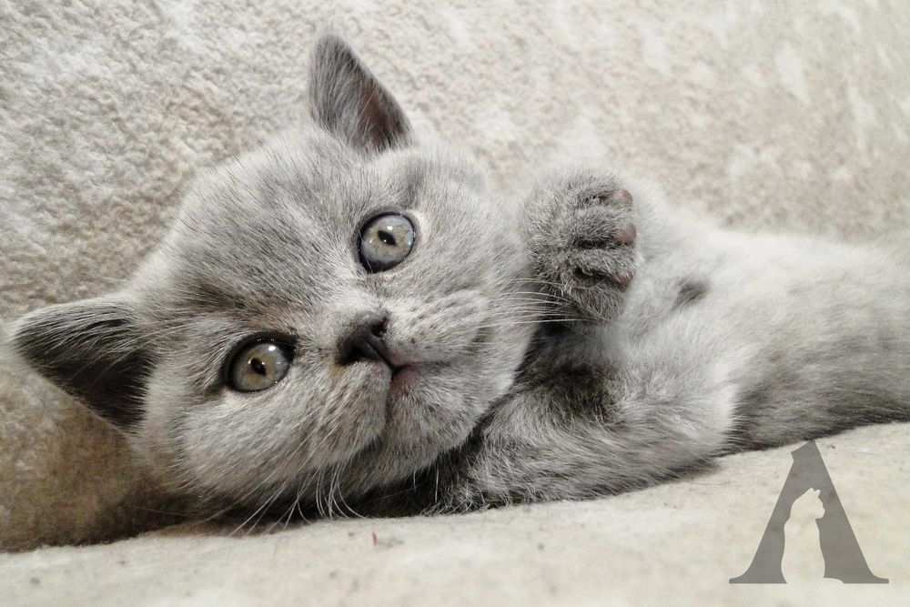 Koty brytyjskie krótkowłose / kocurek niebieski / FPL / Akneri*PL