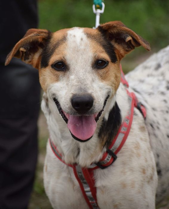 Hortex-psiak o wyjatkowym umaszczeniu szuka domu!