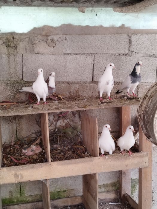 Tenho Pombas de cor branca e malhadas de exlente qualidade para seder.