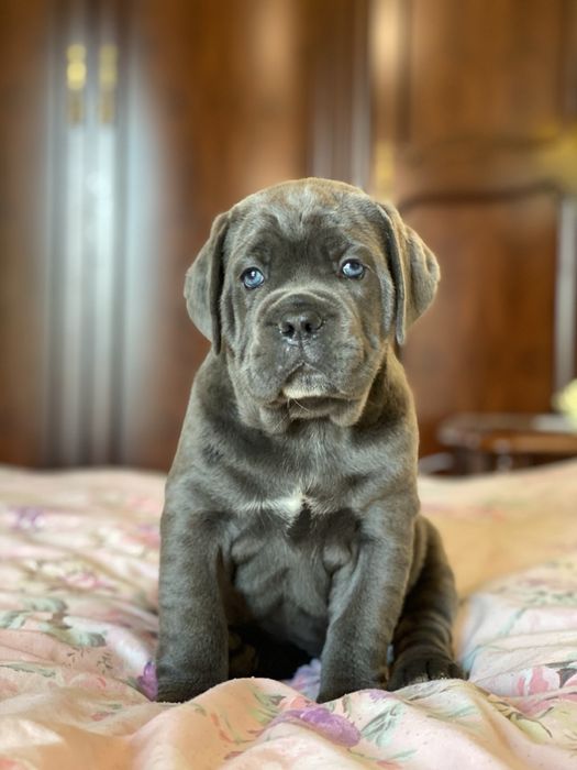 За такими крутими щенками-до питомника Cane corso