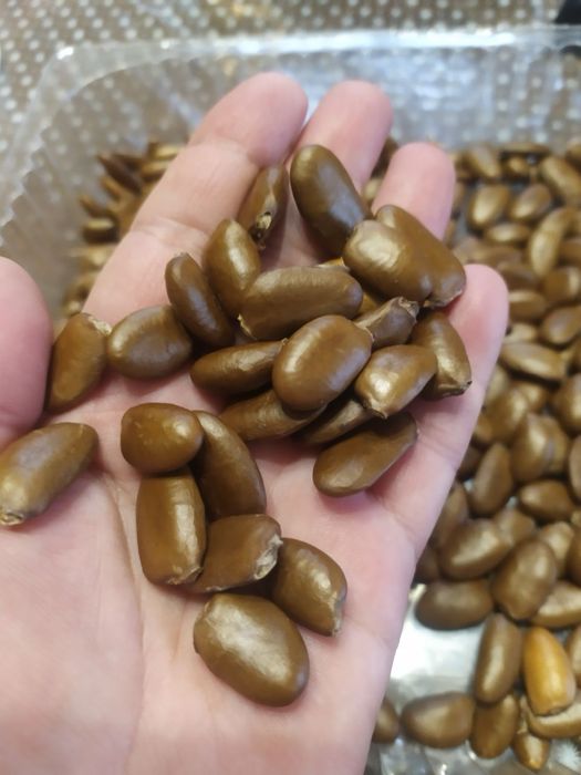 Насіння Азиміни