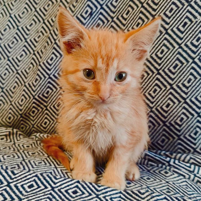 Котики шукають Дім!