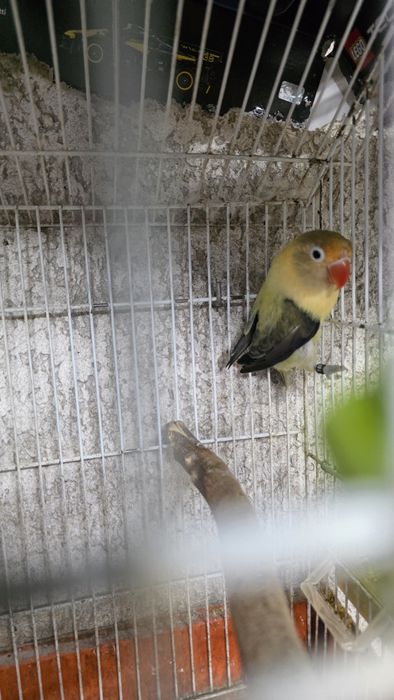Agapórnis fischeri casal reprodutor
