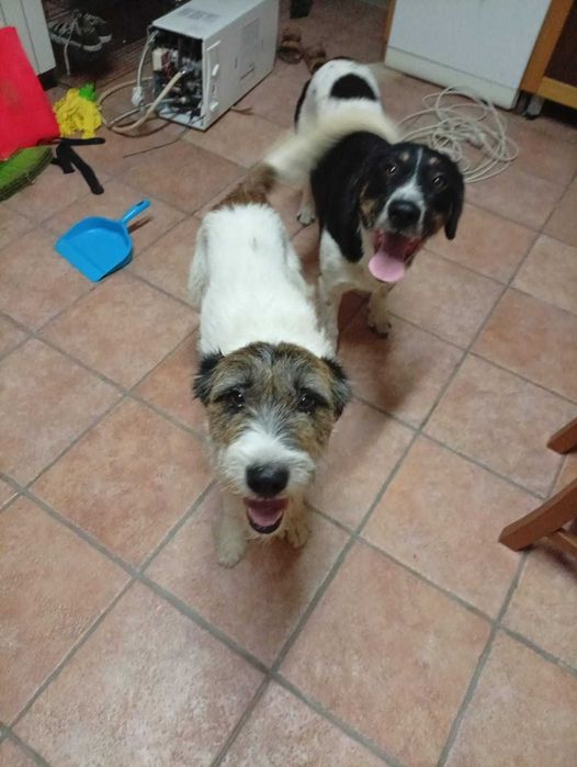 Cães para adopção