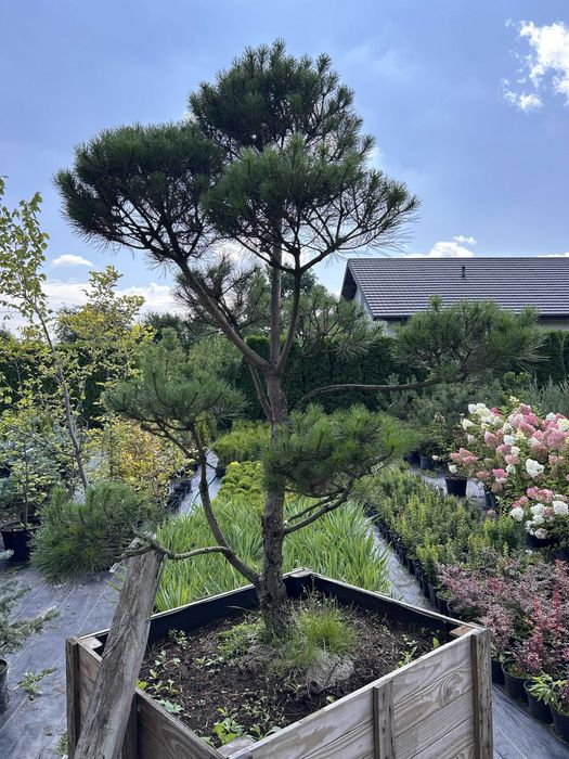 Sosna czarna formowana na bonsai