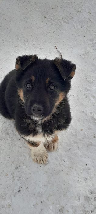 Цуценя німецької овчарки в гарні люблячі руки!!!