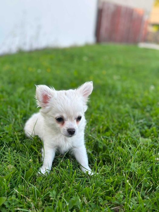 Chihuahua długowłosa