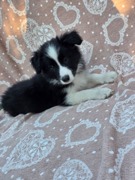 #CHECKERS  Szczeniak Border Collie ZKwP FCI juz do odbioru