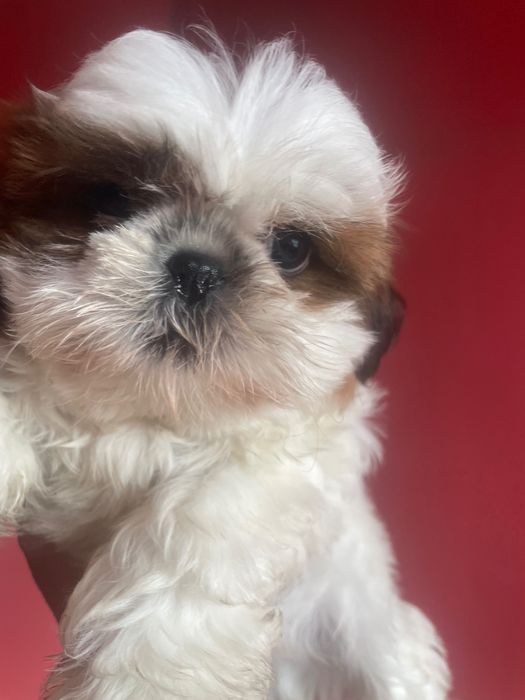 Shih tzu mini miniaturka mini xxs dziewczynka i piesek