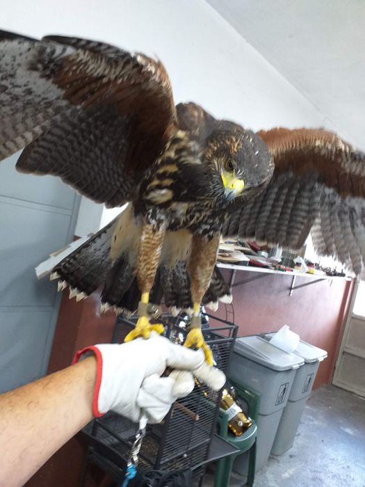 Parabuteo unicinctus e Tyto alba