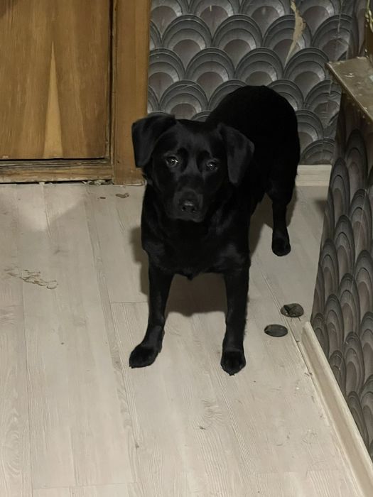 Дівчинка у добру родину