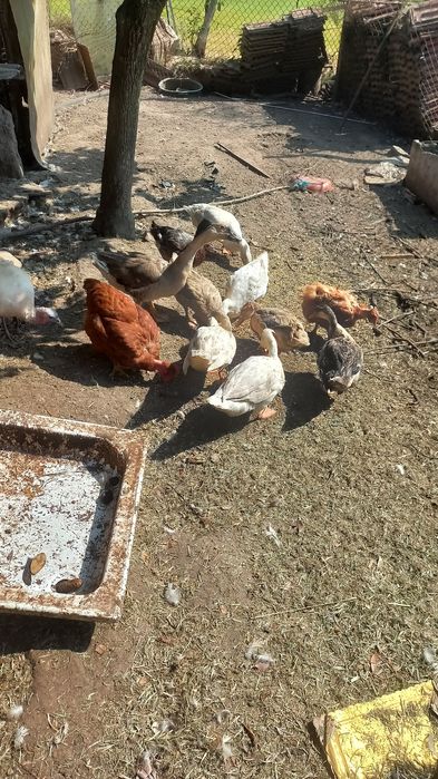 Vendo  Gansos e  patos