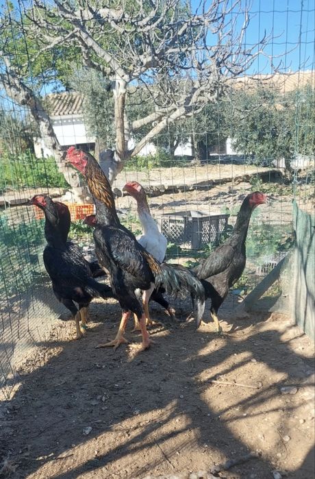 Ovos galados raça Ko-Shamos