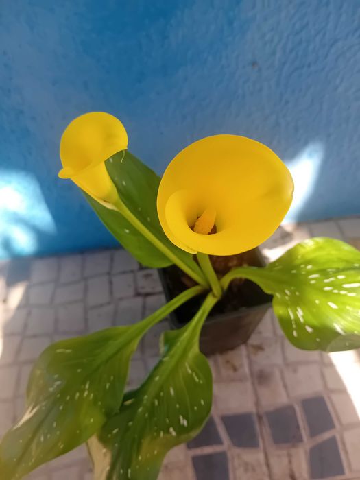 Lirio Calla Zantedeshia