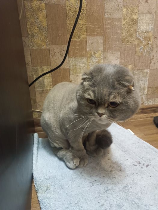 Отдам кота в хорошие руки и к добрым людям