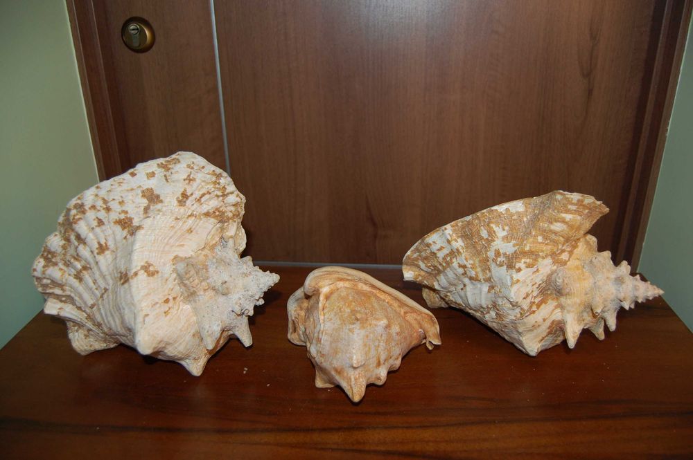 Большая океанская ракушка Куба 60-70е Велика океанська мушля