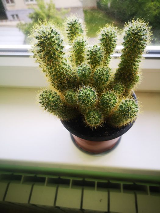 алоє вазон сукулент