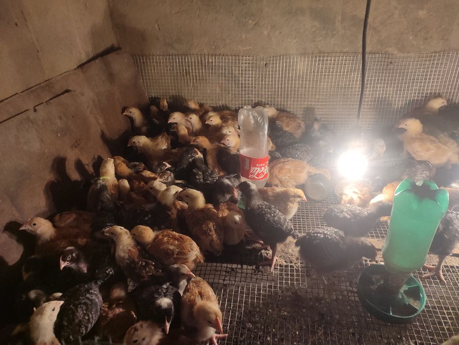 Продам курчат разный породы