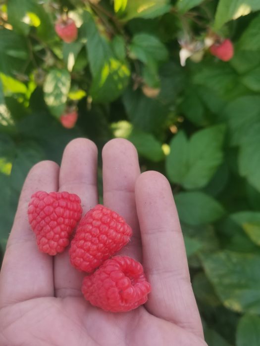 Malina jesienna wysyłka olx 100 szt  polone..