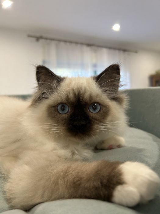 Maluszek z Wiktorkowa*Pl. Śliczne, zdrowe, kastrowane, rodowód FPL.,