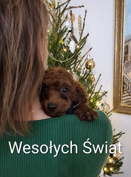 Pudel toy chłopiec gotowy do odbioru