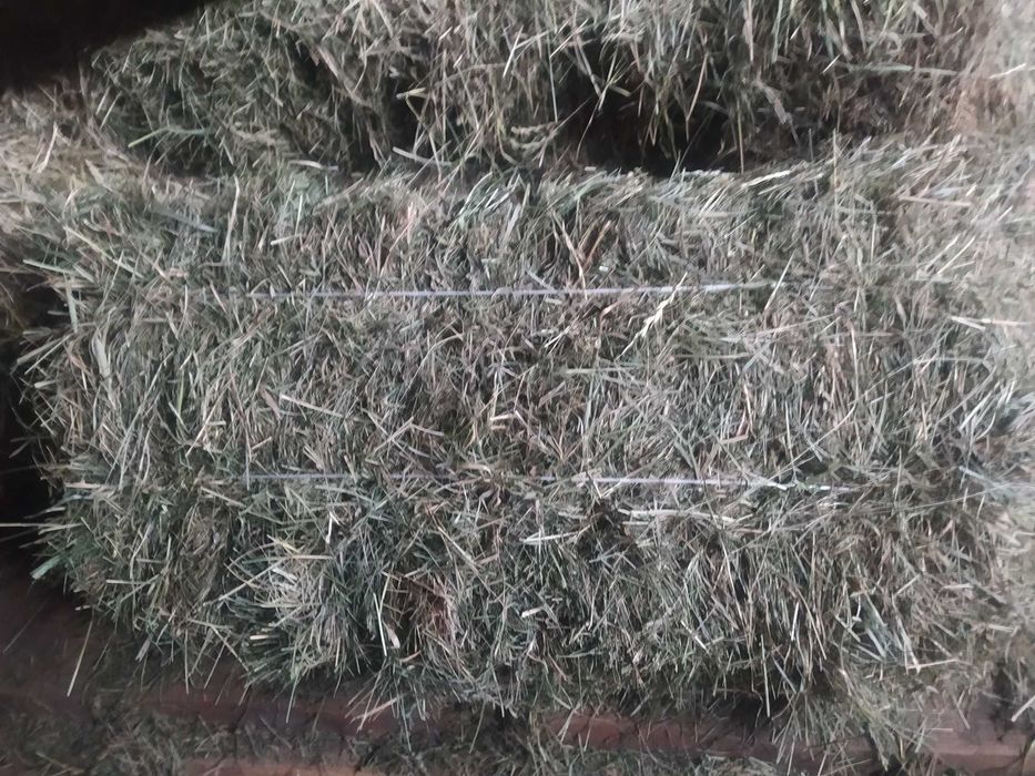 Siano w kostkach 100 szt