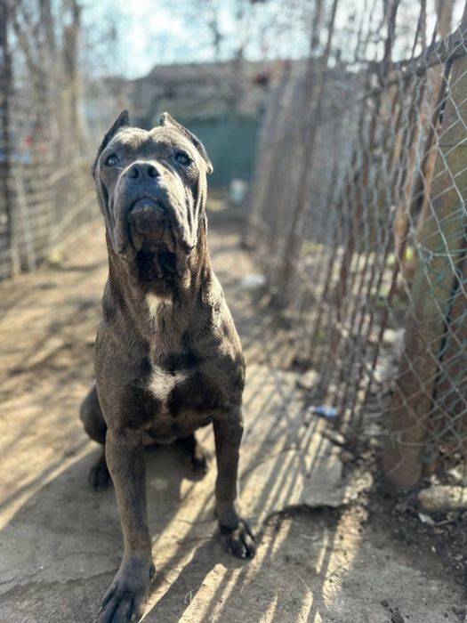 Цуценята Кане Корсо Одеса