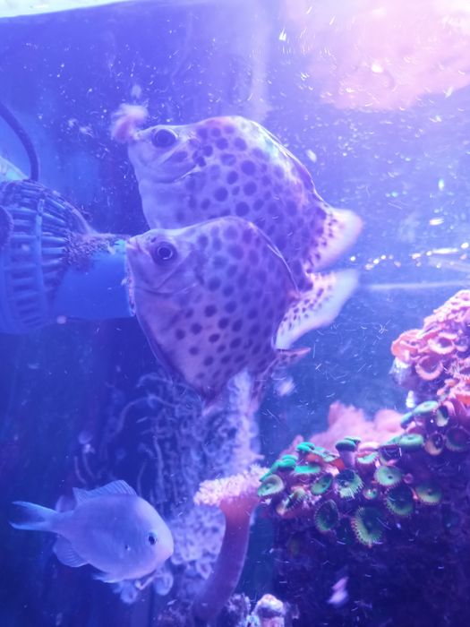 Ryba argus zielony scatophagus argus akwarium morskie